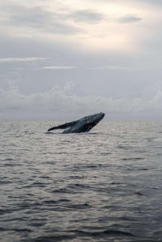from-galle-mirissa-whale-and-dolphin-watching-boat-ride