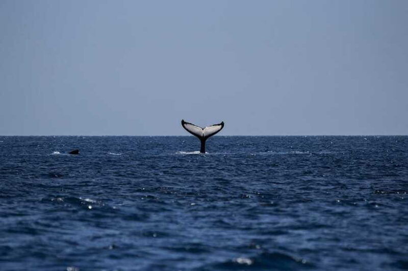 from-galle-mirissa-whale-and-dolphin-watching-boat-ride
