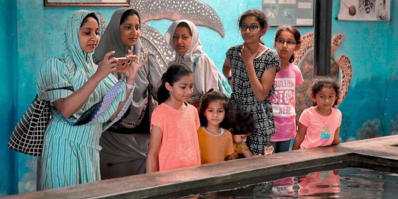 from-galle-private-day-trip-to-turtle-hatchery-madu-ganga