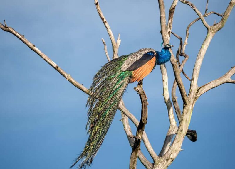 From Galle: Udawalawe National Park Elephant Safari - Introduction