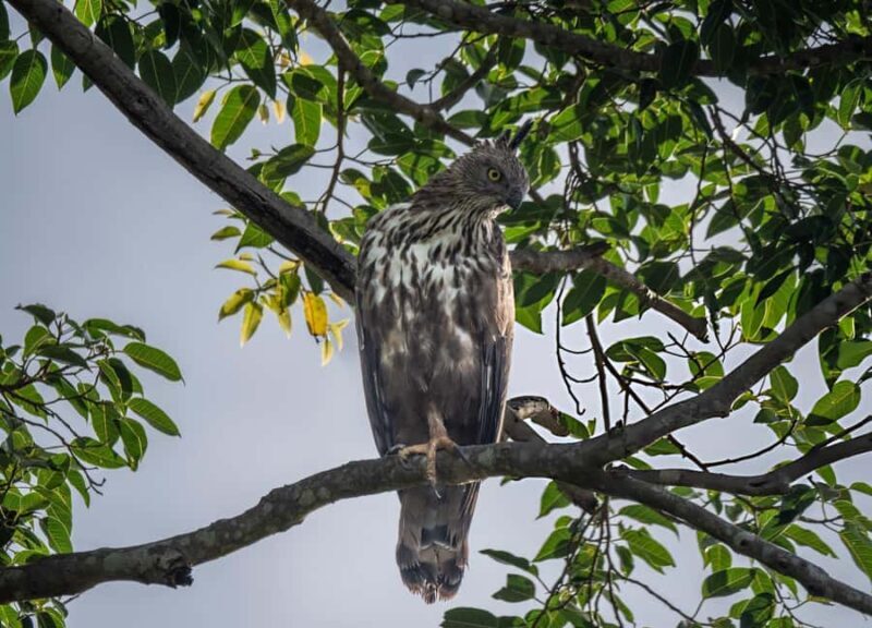From Galle: Udawalawe National Park Elephant Safari - The Wildlife Safari Experience