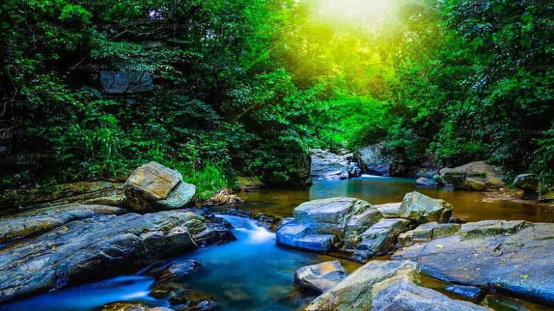 From Galle/Weligama/Mirissa/Matara: Day Trip to Sinharaja - The Sum Up: Who Should Consider This Tour?