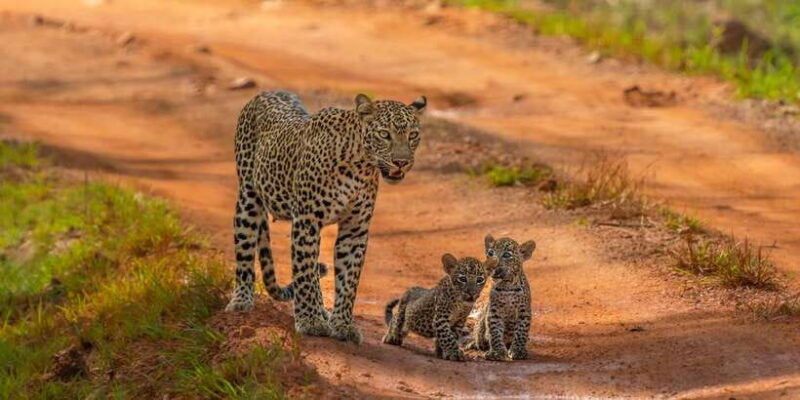 from-galle-weligama-mirissa-yala-safari-bird-park-tour
