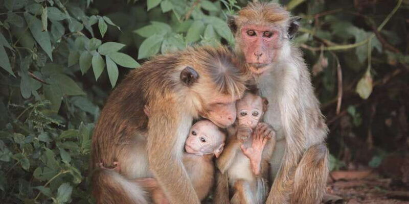 from-galle-weligama-mirissa-yala-safari-bird-park-tour