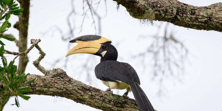 from-galle-weligama-mirissa-yala-safari-bird-park-tour
