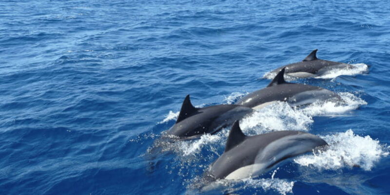 from-galle-whale-and-dolphin-watching-tour-in-mirissa