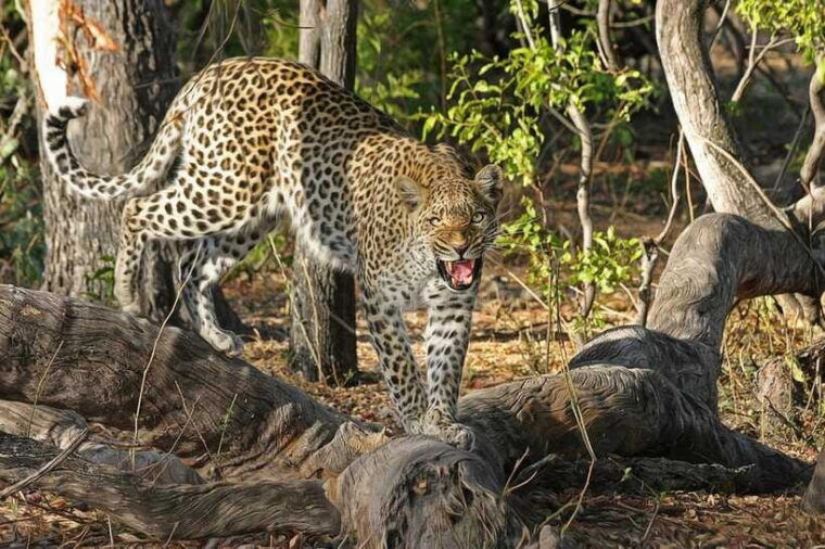 from-galle-yala-day-trip-with-free-entrance-and-food