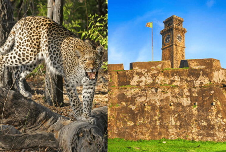 from-galle-yala-day-trip-with-free-entrance-and-food
