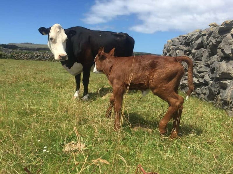 From Galway; Aran Islands day Tour & Cliffs of Moher cruise - Key Points