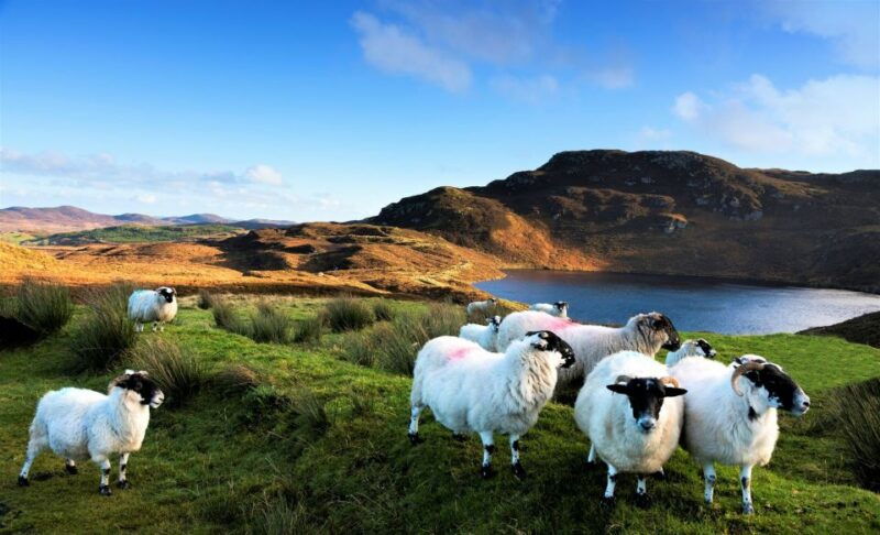 from-galway-castles-of-connemara-full-day-tour