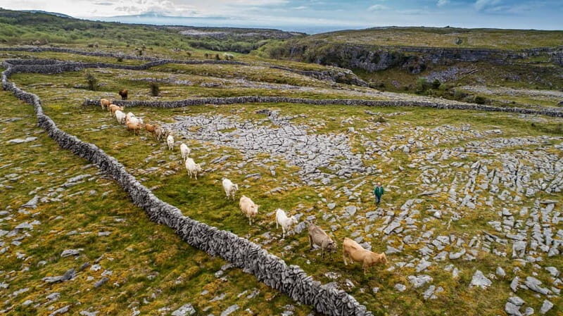 From Galway: Connemara, Aran Islands, Cruise & Burren tour - Practical Details and Value