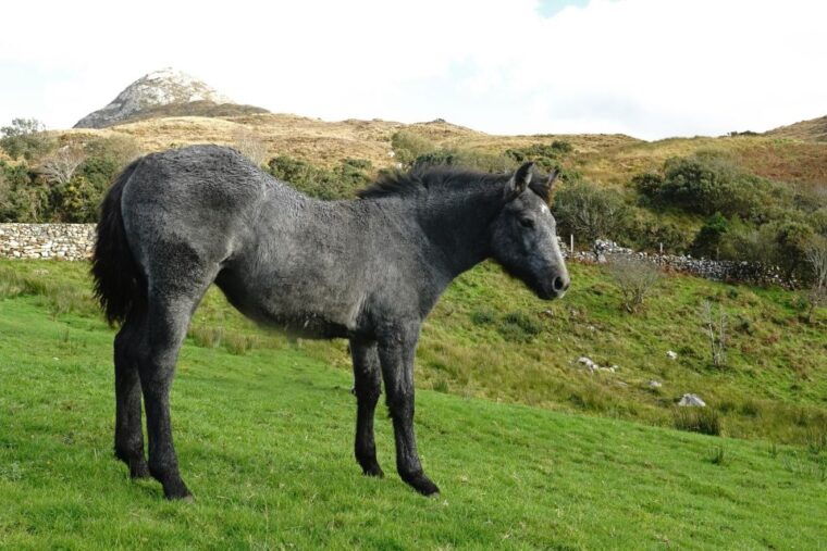 from-galway-connemara-national-park-full-day-tour