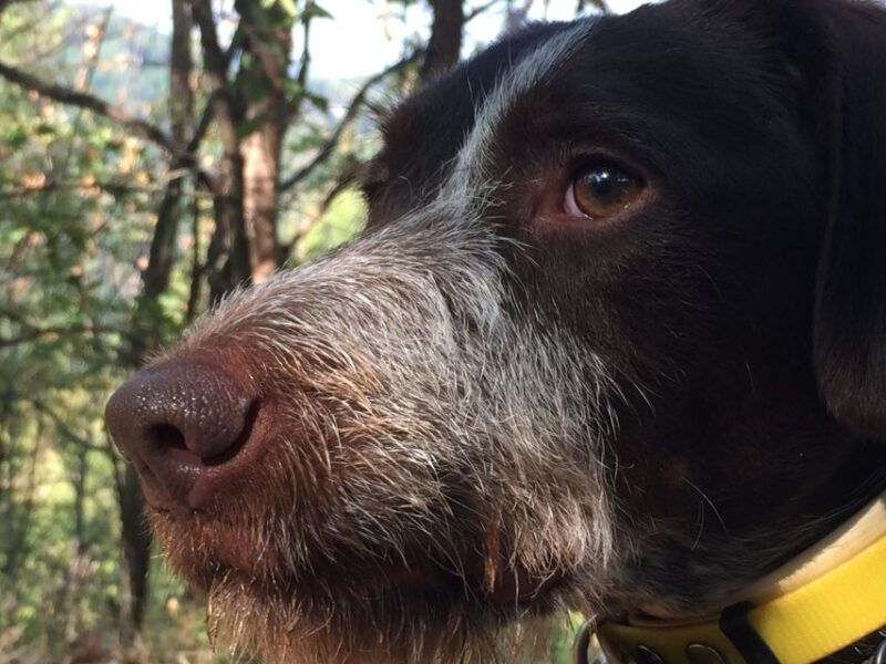 from-gavi-piedmont-truffle-hunting-experience-with-tasting