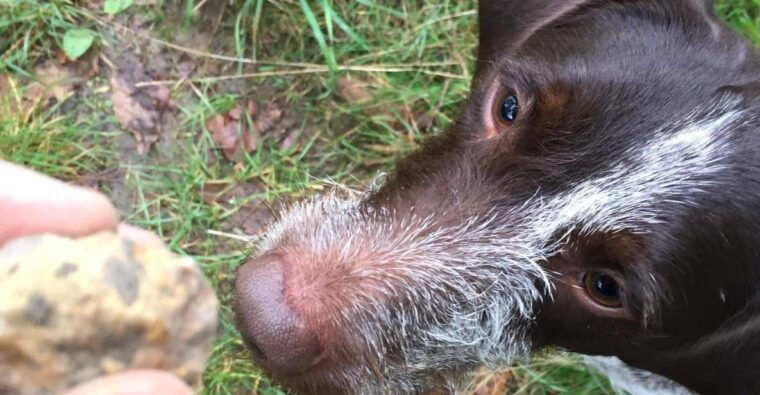 from-gavi-piedmont-truffle-hunting-experience-with-tasting