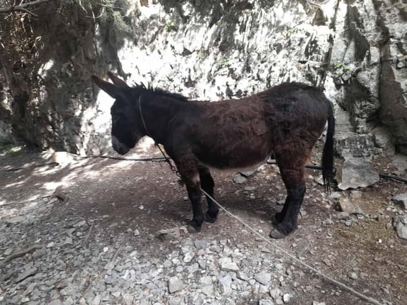 From Georgioupoli: Easy Hiking Day-Trip to Imbros Gorge - FAQ