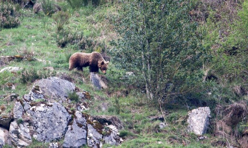 from-gijon-oviedo-or-pola-de-somiedo-brown-bear-spotting