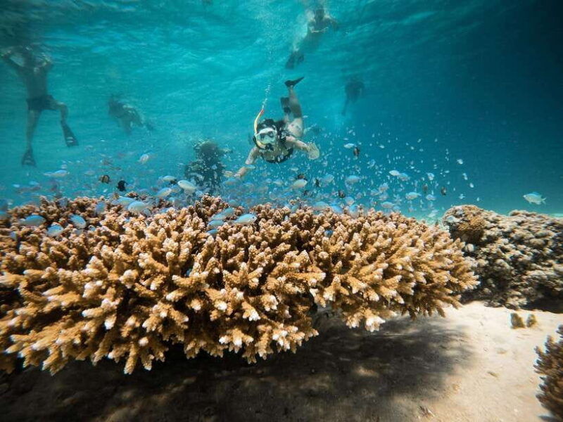 from-gili-air-snorkeling-with-turtles-underwater-statue
