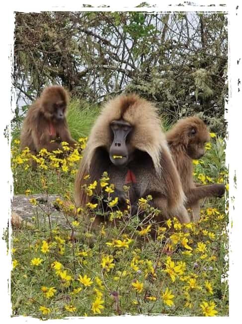 From Gondar: 4-Day Simien Mountains Trekking Tour - What’s Included & What’s Not