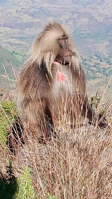 From Gondar: Simien Mountains 2 Day Guided Trekking Tour - Key Points
