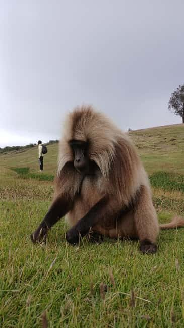 From Gondar: Simien Mountains 2 Day Guided Trekking Tour - FAQs