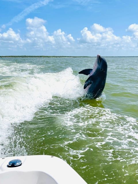 From Goodland: Private Shelling and Dolphin Watching Cruise - An In-Depth Look at the Experience