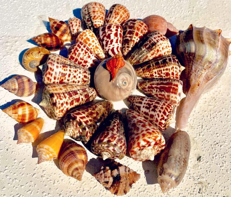 from-goodland-private-shelling-and-dolphin-watching-cruise