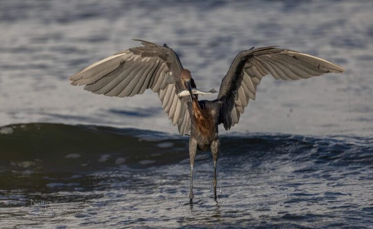 from-goodland-private-shelling-and-dolphin-watching-cruise