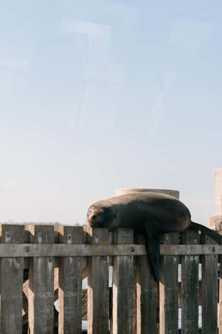 From Goolwa: Half-Day Coorong Experience - Key Points
