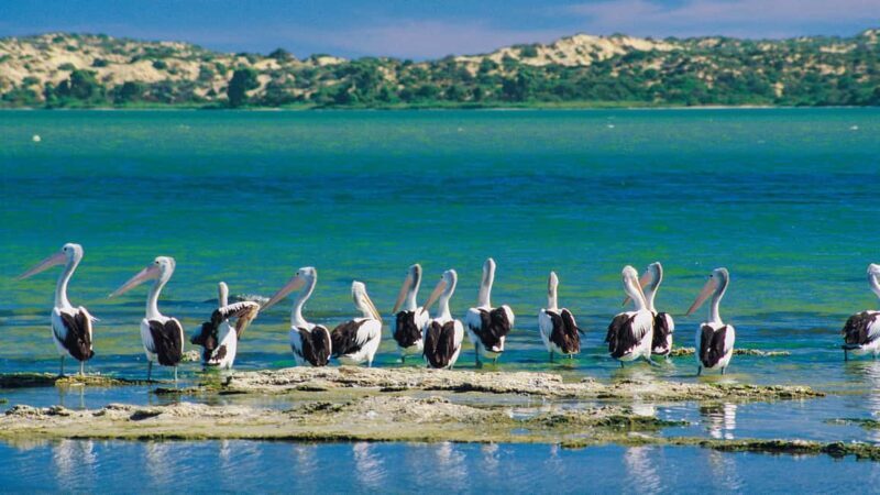 From Goolwa: Half-Day Coorong Experience - Who Will Love This Tour?