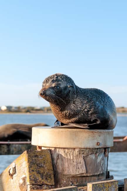 From Goolwa: Murray Mouth Cruise - Key Points