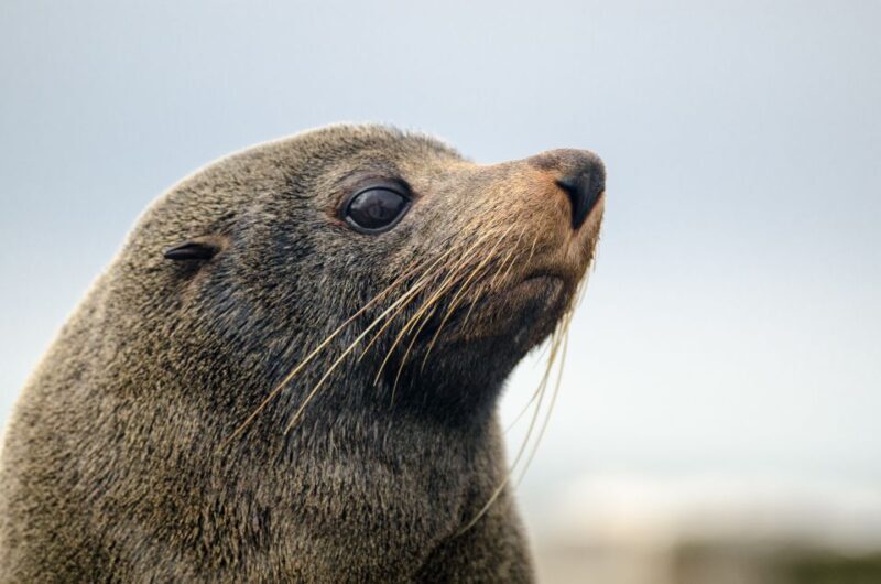 From Goolwa: Murray Mouth Cruise - Practical Details and Tips