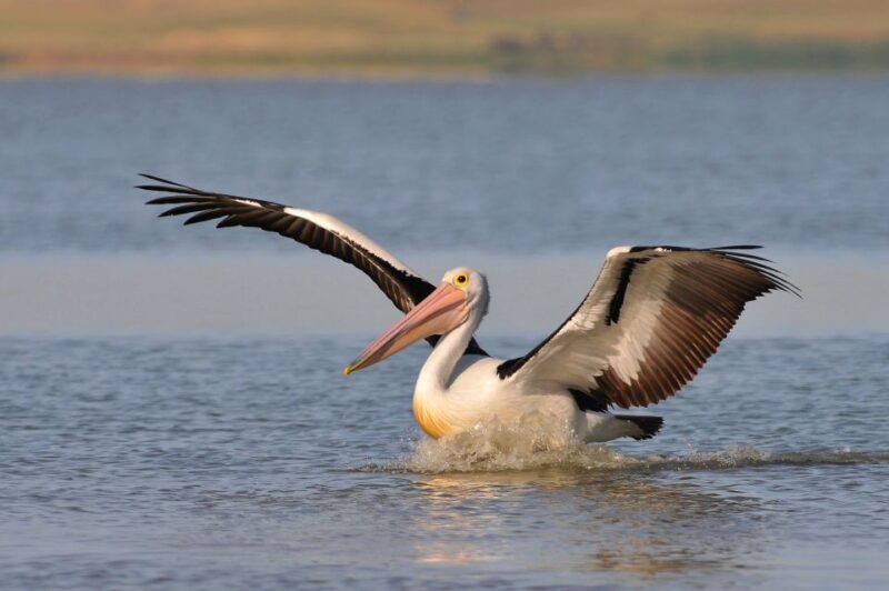 From Goolwa: Murray Mouth Cruise - Who Is This Tour Best For?