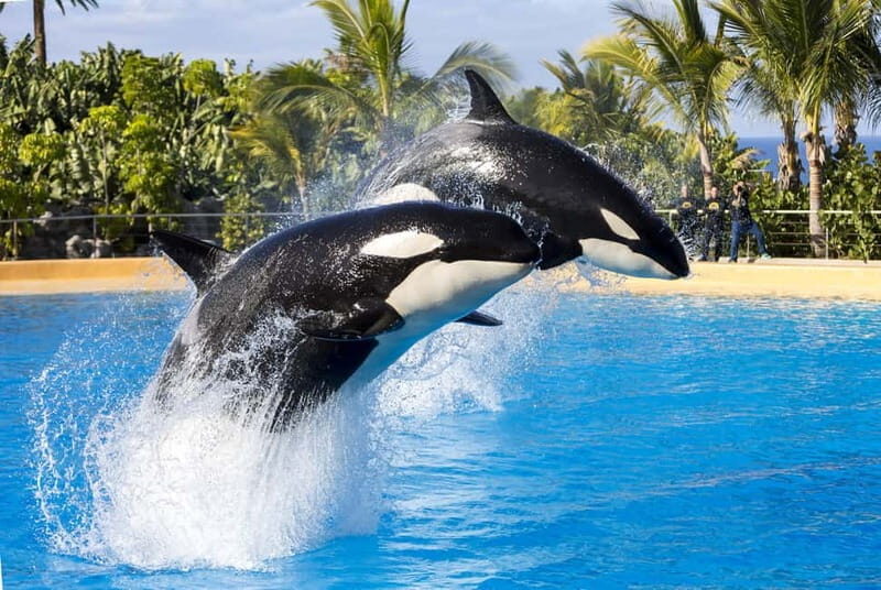 From Gran Canaria: Day Trip to Loro Parque Tenerife - An Overview of the Experience