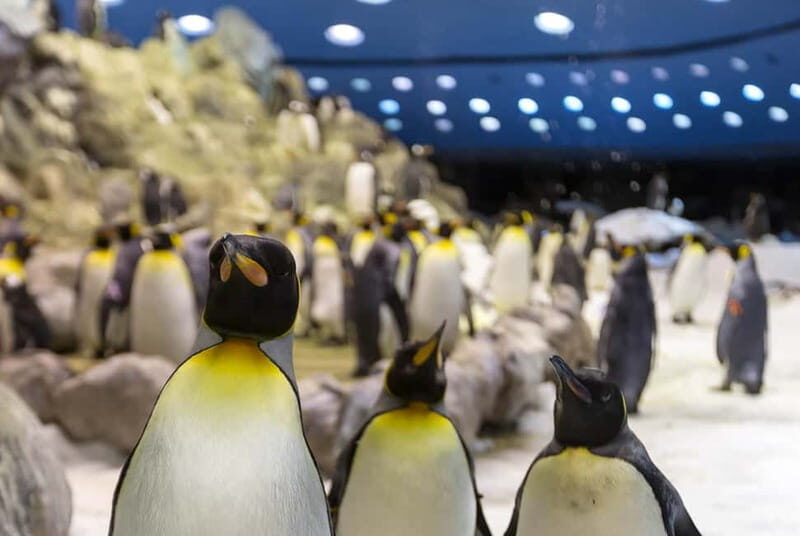 From Gran Canaria: Day Trip to Loro Parque Tenerife - Highlights Within the Park