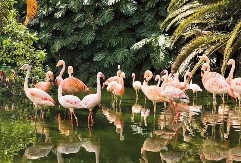 From Gran Canaria: Day Trip to Loro Parque Tenerife - Value and Cost Considerations
