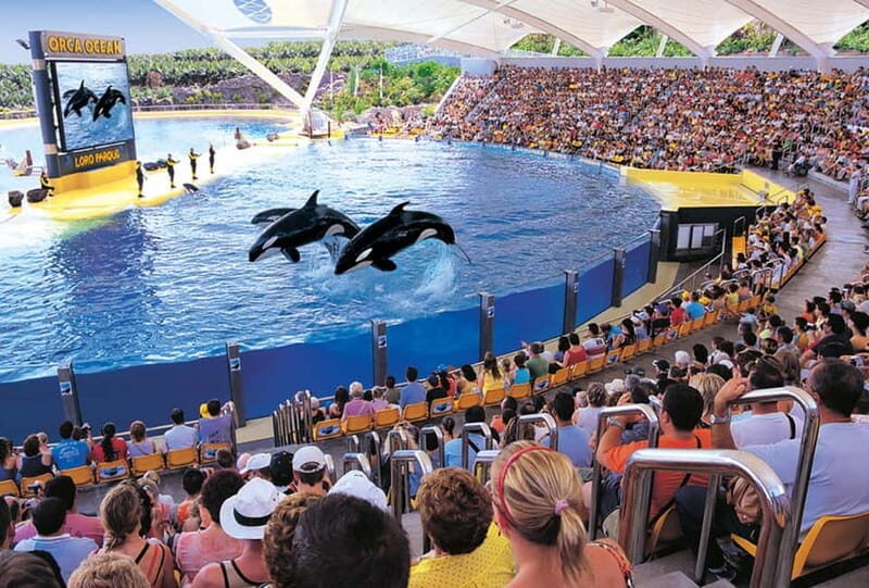 From Gran Canaria: Day Trip to Loro Parque Tenerife - Authentic Traveler Insights