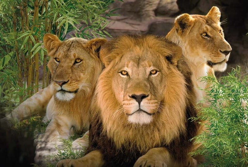 From Gran Canaria: Day Trip to Loro Parque Tenerife - Who Should Consider This Tour?