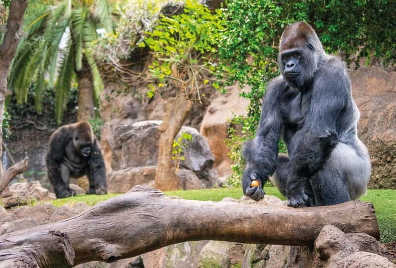 From Gran Canaria: Day Trip to Loro Parque Tenerife - Final Thoughts