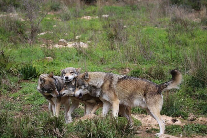 from-granada-lobo-parque-and-torcal-de-antequera-adventure-excursion