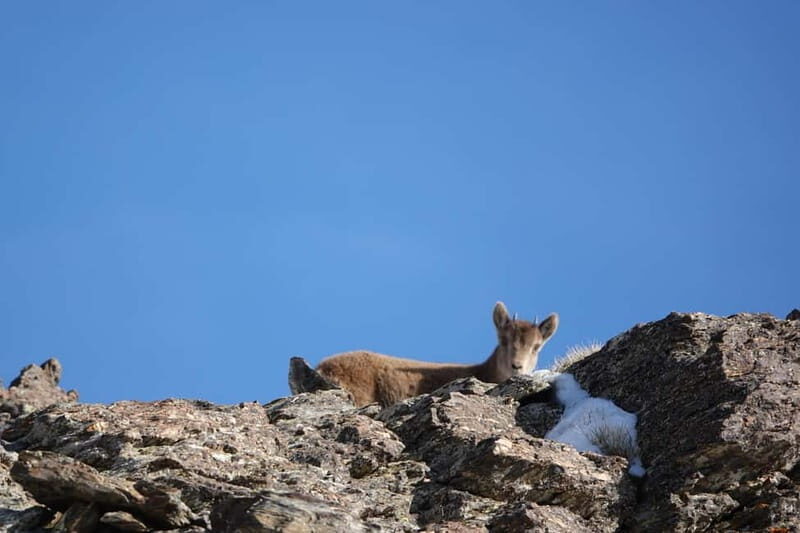 From Granada: Sierra Nevada Safari up to 2500 meters high - Practical Details and Value
