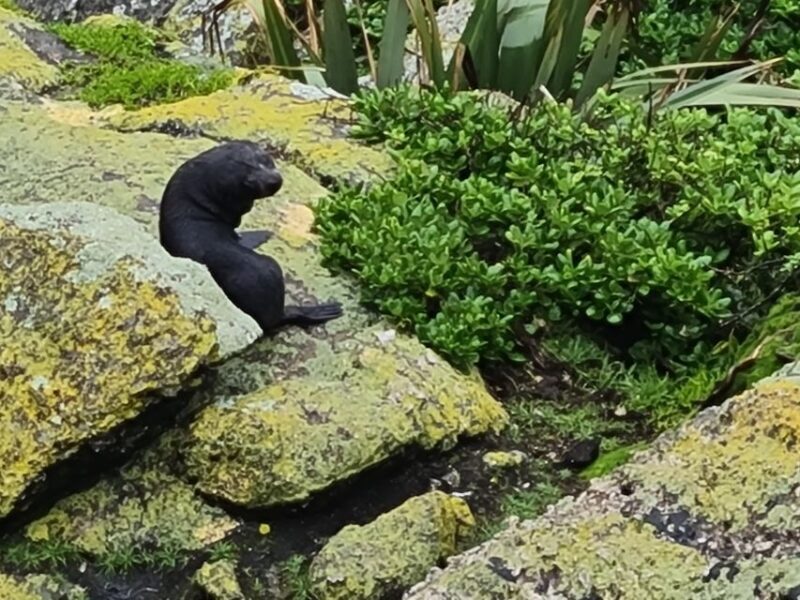From Greymouth: Highlights West Coast Day Tour - Price and Value: Is It Worth It?