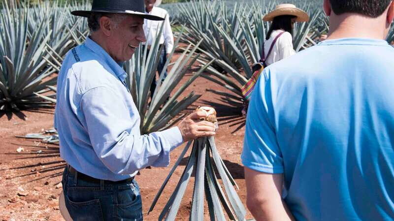 From Guadalajara: Pyramids & Jose Cuervo Tequila Tour - What’s Included and What to Expect