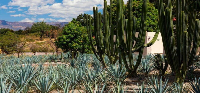 From Guadalajara to Tequila and Teuchitlan: Motorcycle Tour - An In-Depth Look at the Motorcycle Tour Experience