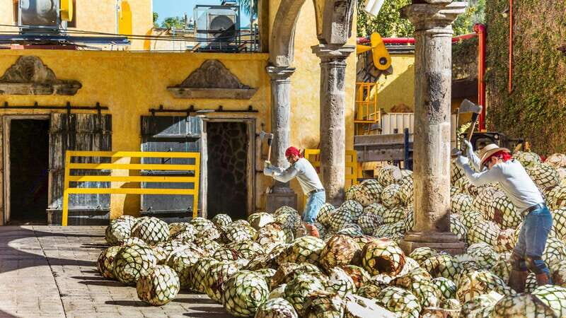 From Guadalajara: Town of Tequila & Jose Cuervo Factory Tour - Who Should Consider This Tour?