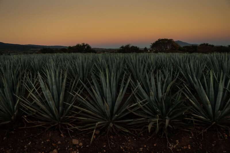 From Guadalajara: Town of Tequila & Jose Cuervo Factory Tour - FAQs