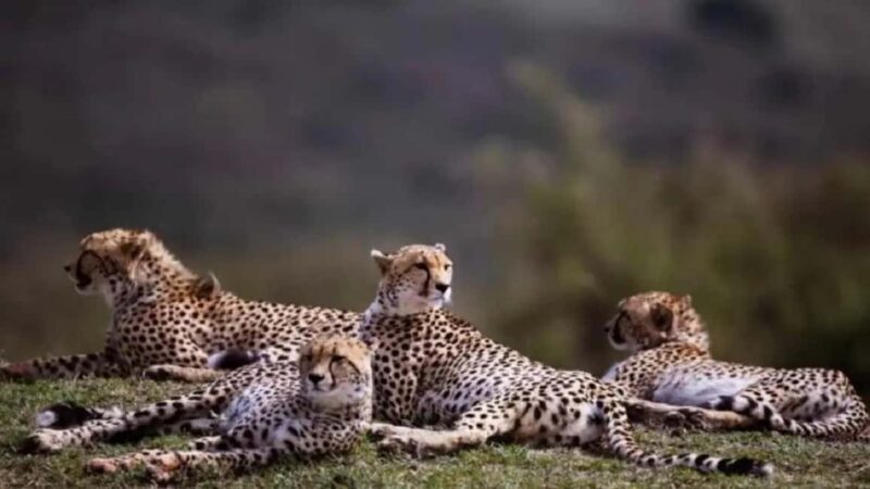 From Gwalior : Kuno National Park Safari Tour 3D/2N - Potential Drawbacks to Consider