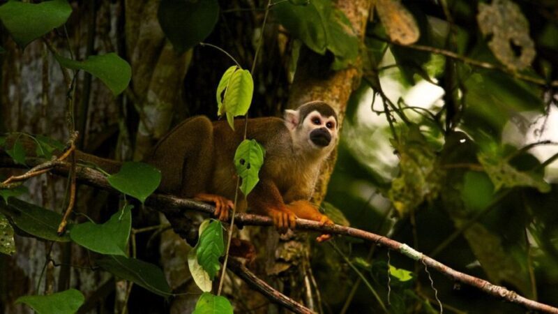 From Ha Noi Cuc Phuong National Park - Final Thoughts: Who Is This Tour Best For?