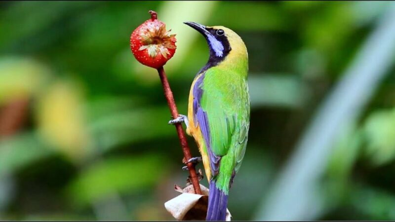 From Ha Noi Cuc Phuong National Park - FAQ