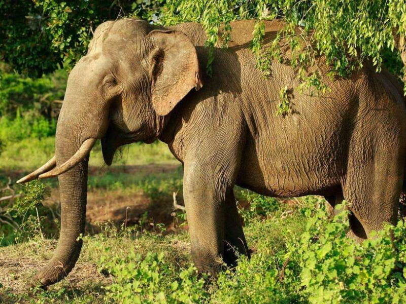 from-hambantota-harbor-bundala-national-park-safari-private