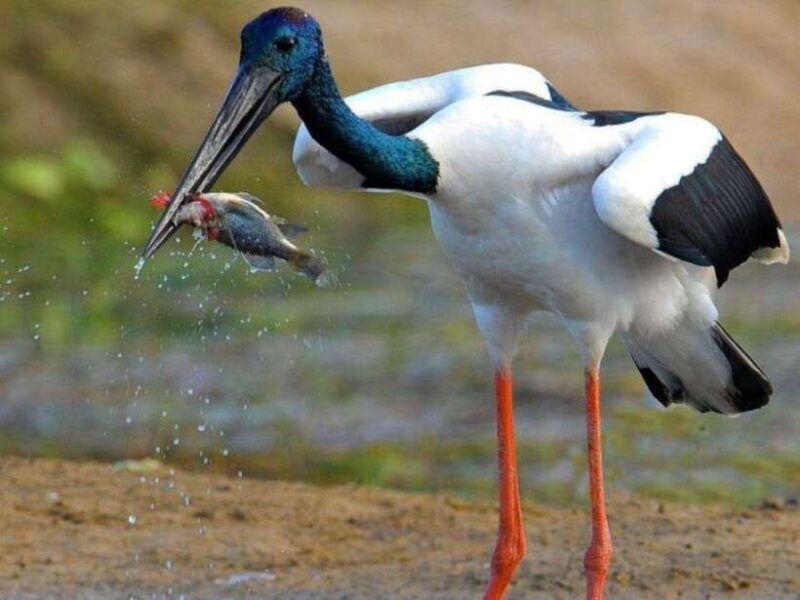 from-hambantota-harbor-bundala-national-park-safari-private